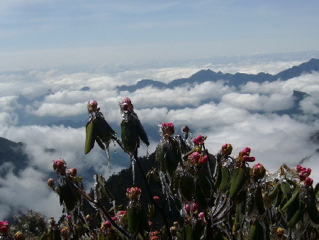 神農架現(xiàn)冰雪杜鵑奇觀（組圖）
