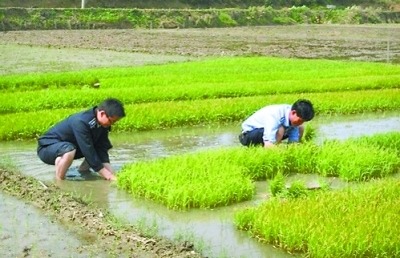 湖北黃岡城管下田插秧 稱幫助貧困留守家屬(圖)