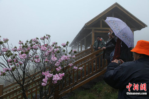 湖北神農架因持續降溫出現冰凌景象