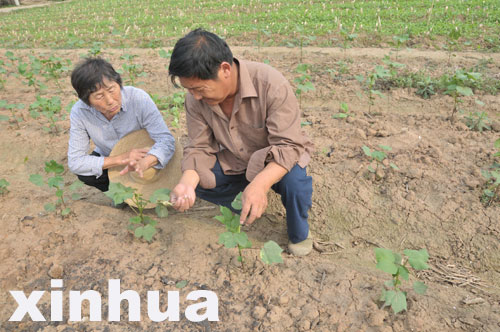 “棉花奶奶”李文英退休20余載甘當農民義工