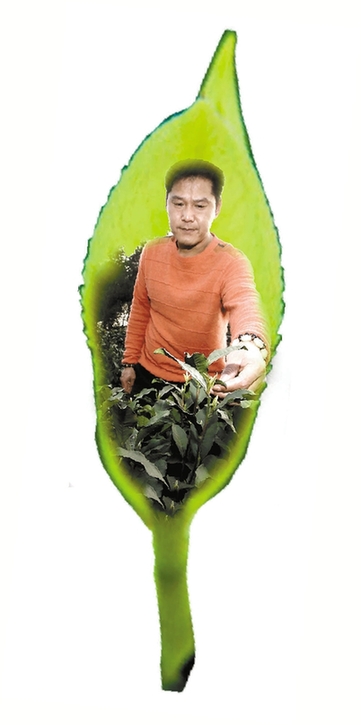 西湖龍井3月底開采 頭茶價(jià)格或突破3000元/斤