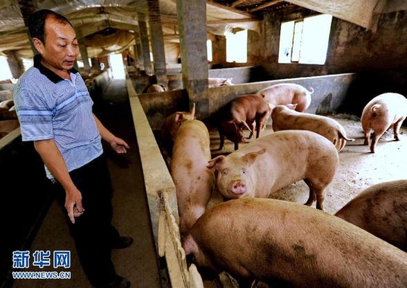 肉價回落 新一輪“豬周期”效應(yīng)觀察