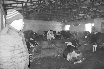 吉林乳業(yè)發(fā)展 奶牛養(yǎng)殖場(chǎng)及合作社低利潤(rùn)運(yùn)行