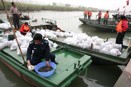 江蘇泰州放魚節 50萬尾魚種入長江