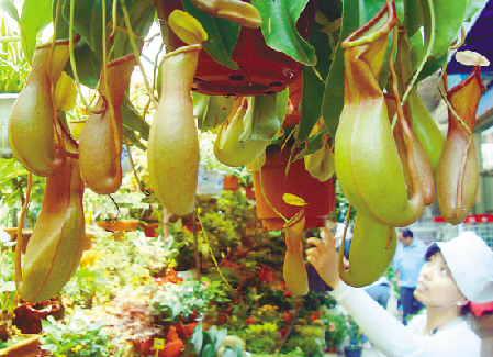 “吃蚊子”的豬籠草蘇州受青睞