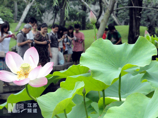 蘇州拙政園荷花旅游節開幕