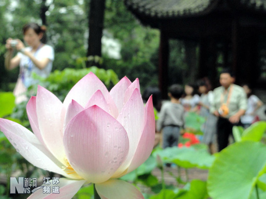 蘇州拙政園荷花旅游節開幕