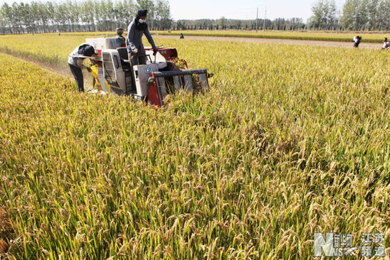 贛榆：金秋時節(jié)喜豐收