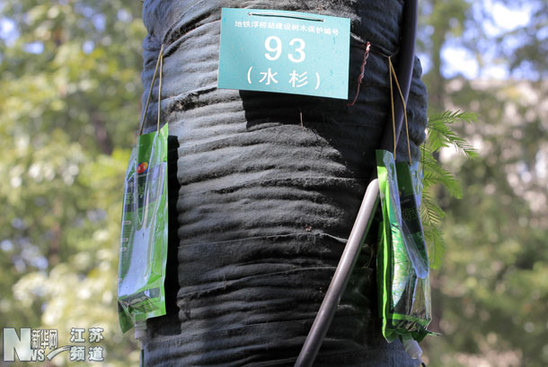 南京：水杉樹(shù)打點(diǎn)滴成景觀