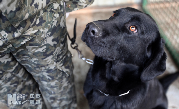 南京導盲犬被搶訂一空