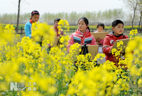 燦爛油菜花 學(xué)生寫生忙