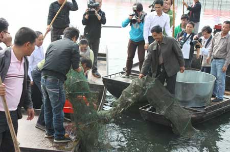 太湖大閘蟹開捕 質高量增