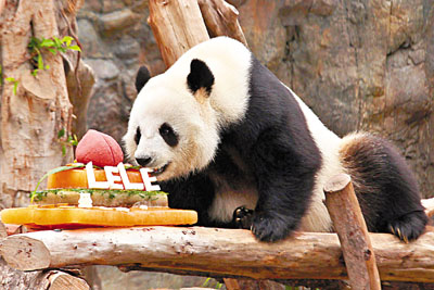居港大熊貓“佳佳”33歲 相當(dāng)于人類99歲成壽星