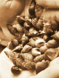 注意！織紋螺危險(xiǎn) 慎食