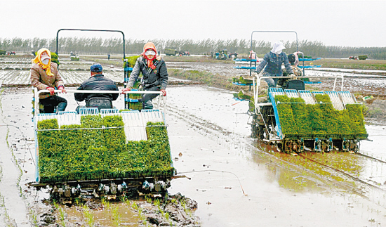 沈陽(yáng)：機(jī)械插秧忙