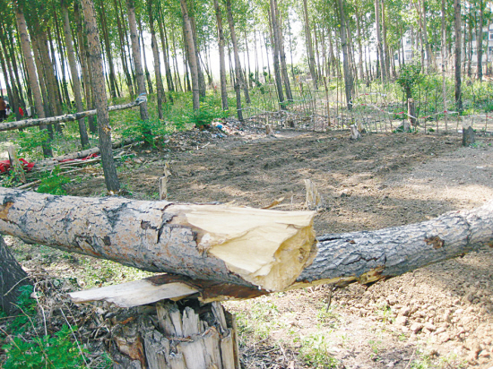 沈陽：誰干的？千余楊樹被扒皮砍斷
