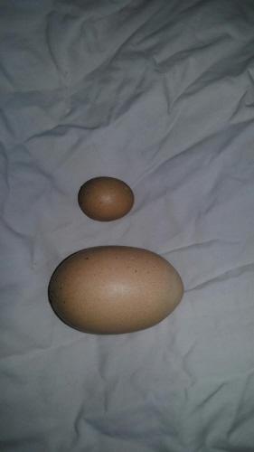 大連：比鵪鶉蛋還小這枚雞蛋挺“謙虛”（圖）