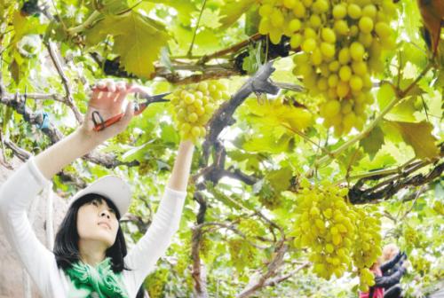 沈陽：地標(biāo)葡萄直通超市（圖）