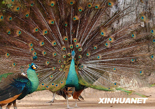 景洪：西雙版納“黎明之城”的美麗容顏