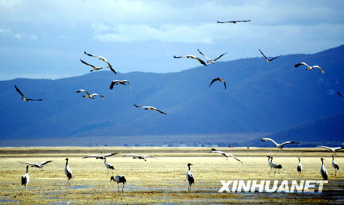 香格里拉：茶馬古道上的古集鎮 游人心中的世外桃源