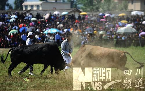 “火把節(jié)”上的中國式斗牛