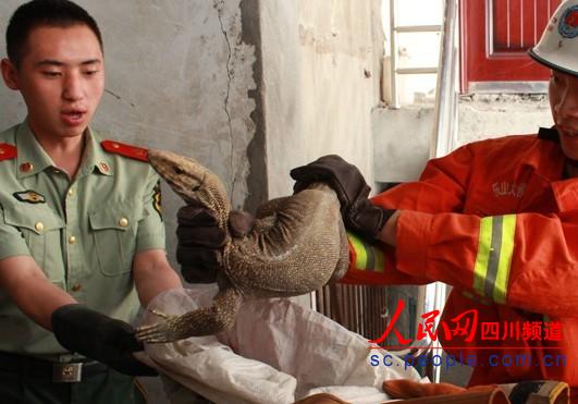 樂(lè)山居民樓驚現(xiàn)嗜血猛獸　生性好斗冷血力量大