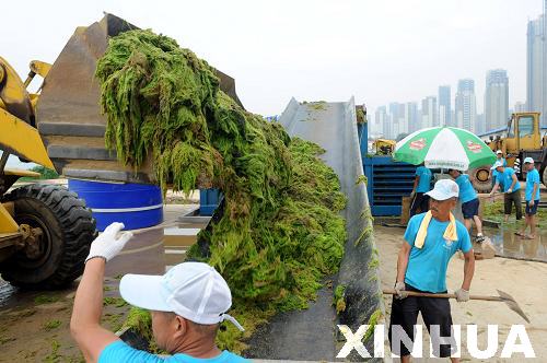 青島:滸苔治理用上“壓榨機”