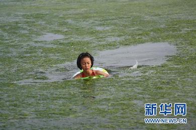 新華調(diào)查:海邊綠潮疑云 青島滸苔緣何連續(xù)5年來(lái)襲