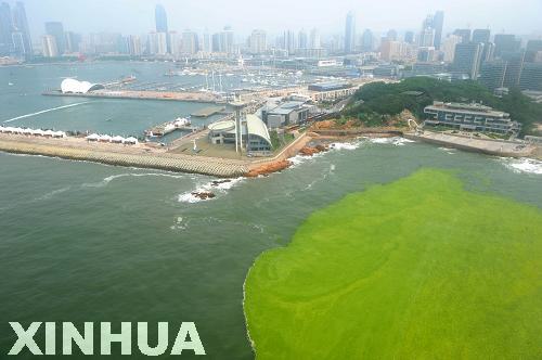 青島：航拍滸苔看災(zāi)情