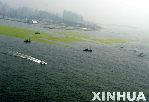 青島：航拍滸苔看災(zāi)情