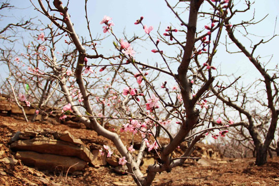 山東沂水鄉(xiāng)村旅游活動啟動 賞萬畝桃花訪千古紀(jì)王城