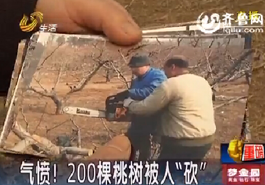 淄博農(nóng)戶200棵桃樹被“砍” 警方破案牽出合同糾紛