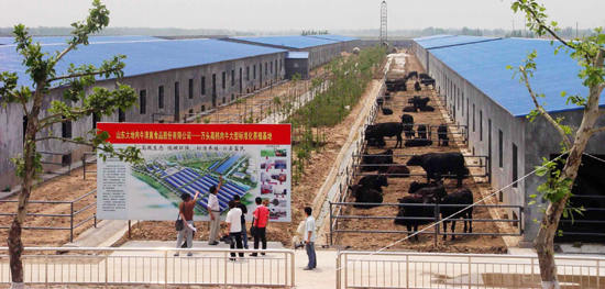 山東高青舉辦黑牛節 中國第一貴族牛掘金高端市場