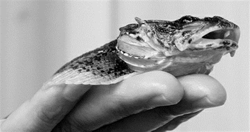 時隔30年松江鱸重現長江口 打破野外監測零紀錄