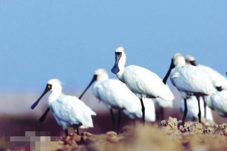 上海近日發現至少10只黑臉琵鷺 為全球瀕危鳥種