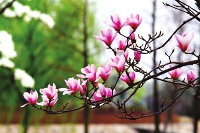 今春“百花齊放”盛景提前呈現 3月可賞4月景