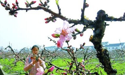 金山田野百花節持續到