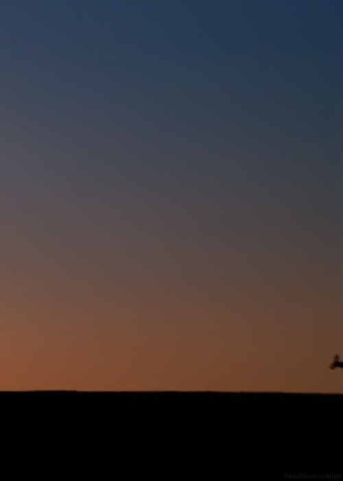 超萌動物動態(tài)組圖