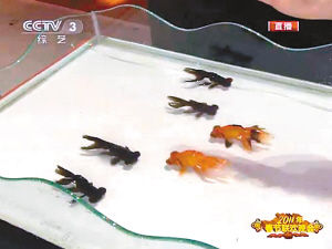 重慶退休工現(xiàn)場表演揭秘春晚金魚魔術(shù)(組圖)