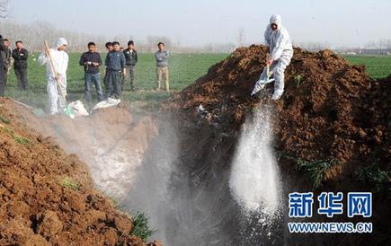 暴利驚人：揭秘“瘦肉精”地下產業鏈