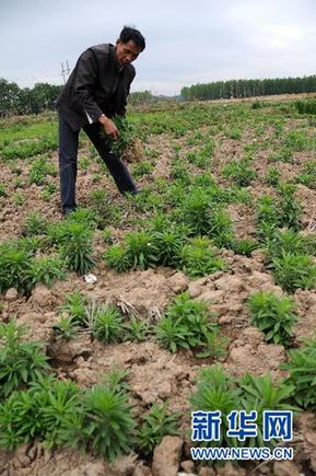 調(diào)查:千湖之省遭遇大旱之痛(組圖)