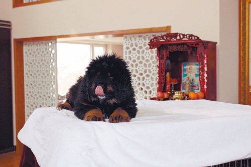 別墅斗犬去年咬傷釣魚者 今年咬死來(lái)訪客人 組圖