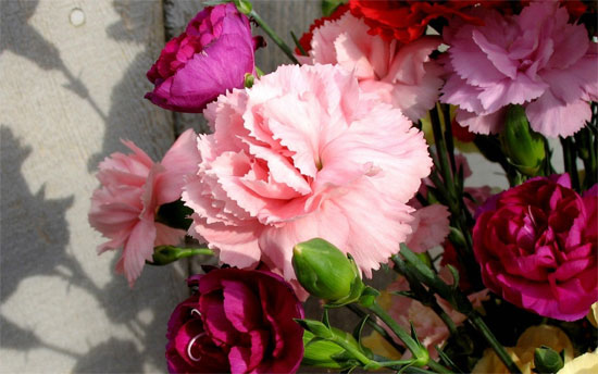 回家過年最適合送父母的禮物