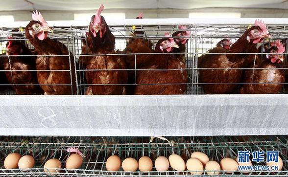 多地雞蛋價格飛漲 網(wǎng)友戲稱“火箭蛋”