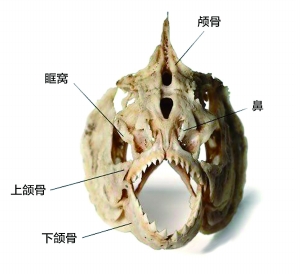 專家：食人魚在北京過(guò)不了冬天