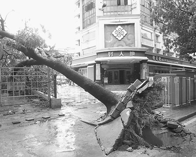 一場臺風(fēng) 一河之隔 深港樹木損傷為何相差懸殊