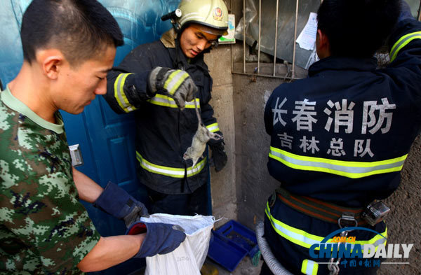 長(zhǎng)春一居民家現(xiàn)18只老鼠 消防員徒手捕鼠1小時(shí)