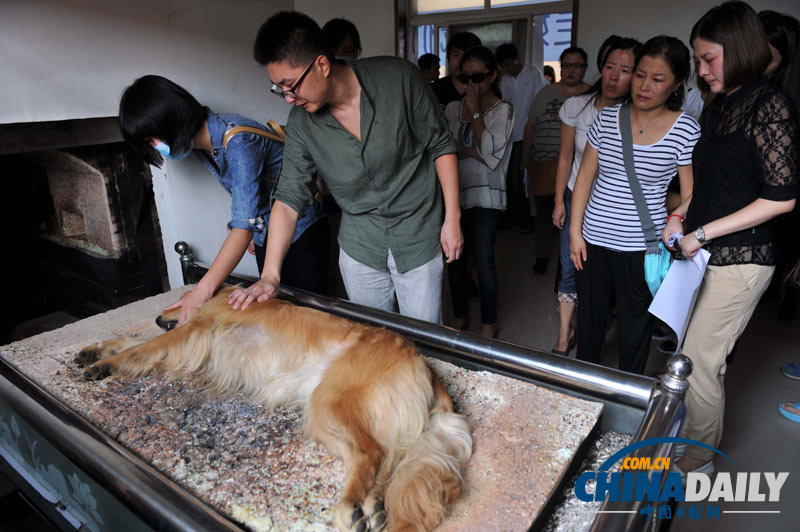 高清：寵物狗航空托運死亡 數十愛心人士送別