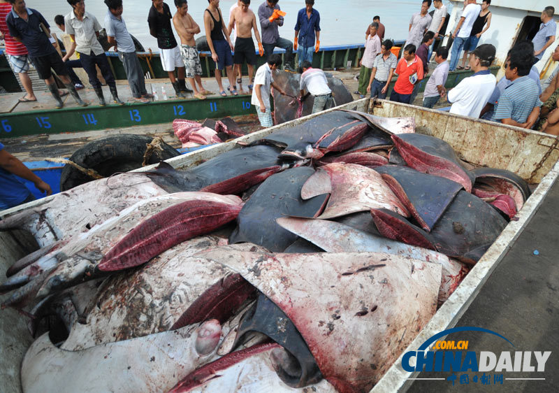 浙江漁民捕獲2000斤巨型“魔鬼魚(yú)”切割出售