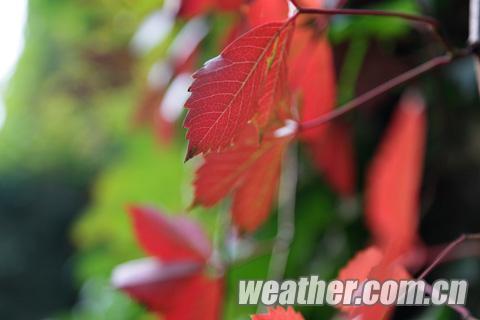 第24屆香山紅葉文化節(jié)開幕 氣溫導致紅葉變色推遲（圖）